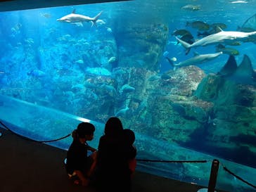 大分マリーンパレス水族館 「うみたまご」に投稿された画像（2022/6/19）
