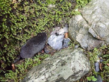 自然派企画に投稿された画像（2022/6/19）