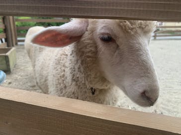 那須どうぶつ王国に投稿された画像（2022/6/19）