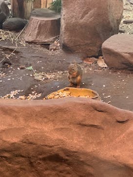 那須どうぶつ王国に投稿された画像（2022/6/19）