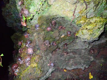 石垣島 ADVENTURE PiPi（イシガキジマアドベンチャーピピ）に投稿された画像（2022/6/19）