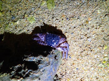 石垣島 ADVENTURE PiPi（イシガキジマアドベンチャーピピ）に投稿された画像（2022/6/19）