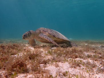 宮古島 ADVENTURE PiPi（ミヤコジマ アドベンチャー ピピ）に投稿された画像（2022/6/19）