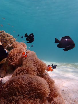 宮古島 ADVENTURE PiPi（ミヤコジマ アドベンチャー ピピ）に投稿された画像（2022/6/19）