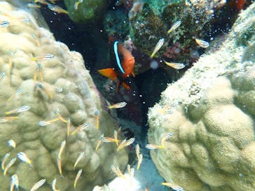 宮古島 ADVENTURE PiPi（ミヤコジマ アドベンチャー ピピ）に投稿された画像（2022/6/19）