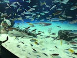サンシャイン水族館に投稿された画像（2022/6/19）
