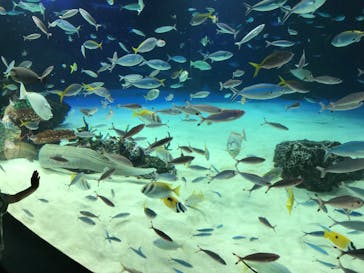 サンシャイン水族館に投稿された画像（2022/6/19）