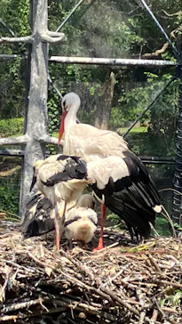 天王寺動物園に投稿された画像（2022/6/19）