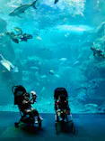 新江ノ島水族館に投稿された画像（2022/6/20）