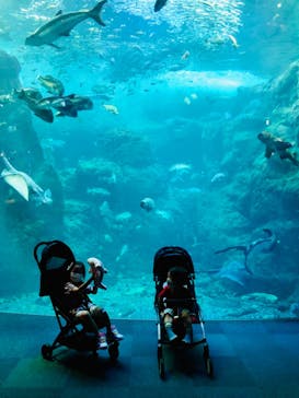 新江ノ島水族館に投稿された画像（2022/6/19）