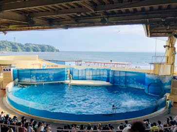 新江ノ島水族館に投稿された画像（2022/6/19）