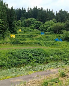 大地の芸術祭 実行委員会に投稿された画像（2022/6/20）