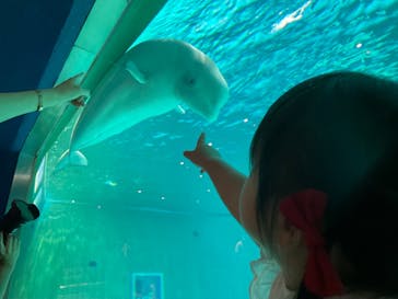 鴨川シーワールドに投稿された画像（2022/6/17）