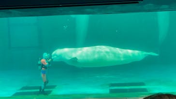 鴨川シーワールドに投稿された画像（2022/6/20）