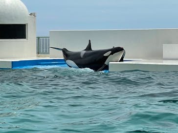 鴨川シーワールドに投稿された画像（2022/6/20）