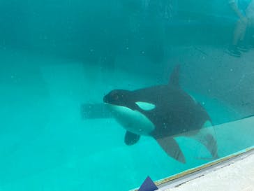 鴨川シーワールドに投稿された画像（2022/6/20）