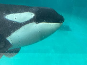 鴨川シーワールドに投稿された画像（2022/6/20）