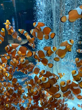 鴨川シーワールドに投稿された画像（2022/6/20）