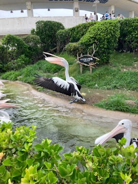 鴨川シーワールドに投稿された画像（2022/6/20）