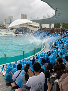 鴨川シーワールドに投稿された画像（2022/6/20）