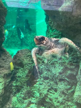 鴨川シーワールドに投稿された画像（2022/6/20）