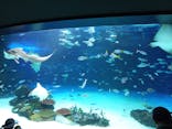 サンシャイン水族館に投稿された画像（2022/6/20）