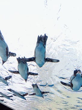 サンシャイン水族館に投稿された画像（2022/6/20）