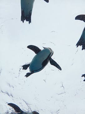 サンシャイン水族館に投稿された画像（2022/6/20）