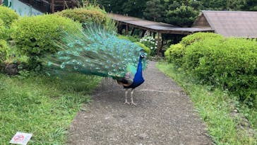 伊豆シャボテン動物公園に投稿された画像（2022/6/20）