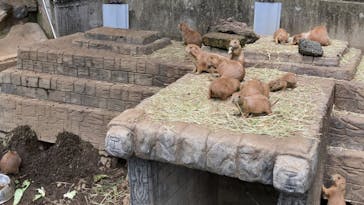 伊豆シャボテン動物公園に投稿された画像（2022/6/20）