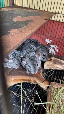 伊豆シャボテン動物公園に投稿された画像（2022/6/20）