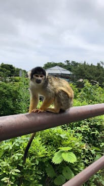 伊豆シャボテン動物公園に投稿された画像（2022/6/20）