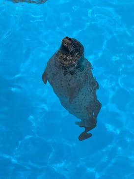 鴨川シーワールドに投稿された画像（2022/6/19）