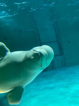 鴨川シーワールドに投稿された画像（2022/6/19）