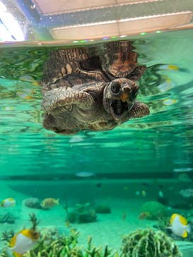 鴨川シーワールドに投稿された画像（2022/6/19）