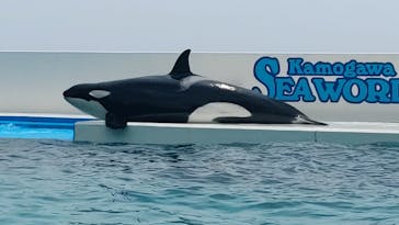 鴨川シーワールドに投稿された画像（2022/6/20）