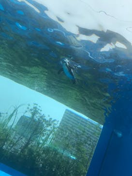 サンシャイン水族館に投稿された画像（2022/6/20）