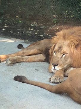 群馬サファリパークに投稿された画像（2022/6/20）