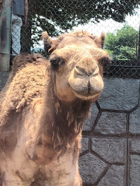 群馬サファリパークに投稿された画像（2022/6/20）