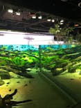 カワスイ 川崎⽔族館に投稿された画像（2022/6/20）
