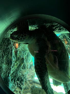 箱根園水族館に投稿された画像（2022/6/20）