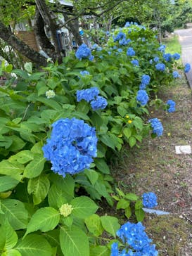 加賀 伝統工芸村　ゆのくにの森に投稿された画像（2022/6/20）