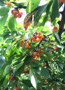 果実の里 原田農園に投稿された画像（2022/6/20）