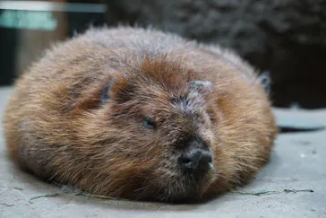 神戸どうぶつ王国に投稿された画像（2022/6/20）