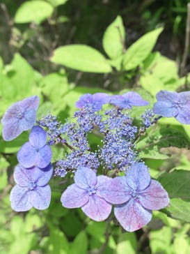 彫刻の森美術館に投稿された画像（2022/6/20）