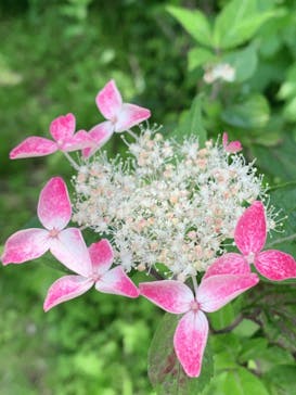 彫刻の森美術館に投稿された画像（2022/6/20）