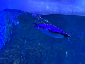 横浜・八景島シーパラダイスに投稿された画像（2022/6/20）