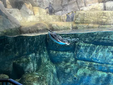 横浜・八景島シーパラダイスに投稿された画像（2022/6/20）