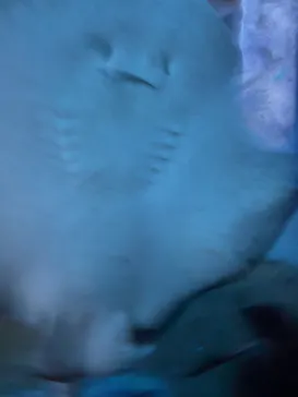 横浜・八景島シーパラダイスに投稿された画像（2022/6/20）