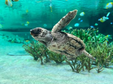 鴨川シーワールドに投稿された画像（2022/6/20）